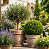  Plante vii 